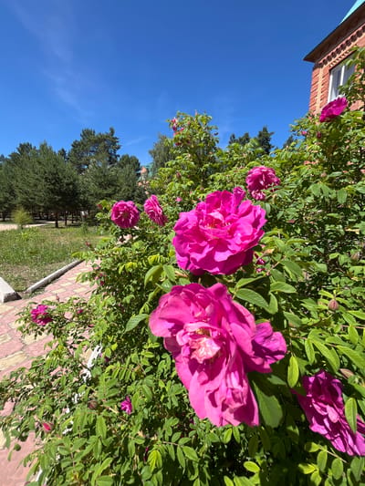 The image shows a close-up view of a rose bush with numerous bright pink flowers in full bloom. The bush is situated next to a paved walkway with a light pink and beige patterned surface, bordering a grassy area. In the background, there is a row of coniferous trees and a brick building with white-trimmed windows and a light blue roof. The sky is clear and bright blue, indicating a sunny day. The scene is located in the city of Lebyazhye, Russia, and appears to be an outdoor public space, possibly a park or a residential area.