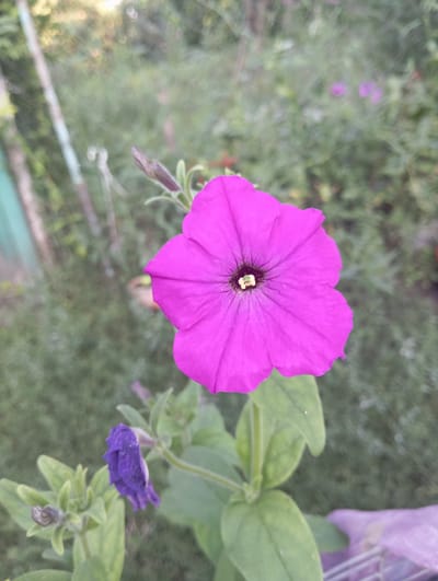 A single, vibrant pink petunia flower is in full bloom, positioned prominently in the center of the frame. Its petals unfurl outwards, revealing a dark center with a hint of yellow. To the lower left of the main flower, a closed bud, colored a deep purple, is visible, along with several green leaves and stems. The background is softly blurred, showing a garden environment with green foliage, hints of other flowers, and what appears to be a fence or support structure on the left. The lighting suggests it is daytime, possibly morning or late afternoon, casting a soft glow. The location is identified as Keleberdivka, Ukraine.