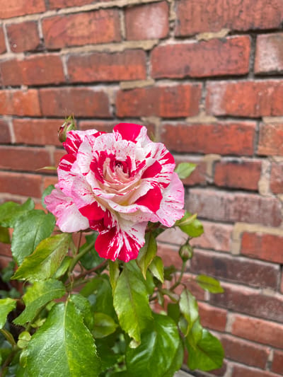 A close-up, high-angle shot showcases a striking pink and white striped rose in full bloom, positioned to the left of the frame. The rose's petals are intricately swirled and layered, displaying a vibrant contrast between deep pink streaks and delicate white patches. Behind the rose, a textured brick wall serves as the backdrop, its reddish-brown bricks laid in a traditional pattern, slightly out of focus. Lush green leaves and a small, tightly furled rose bud emerge from the right side of the frame, adding depth and a sense of natural growth to the scene. The lighting suggests an overcast day, with soft, diffused light illuminating the rose and its foliage. The image captures a moment of natural beauty, with the focus on the delicate details of the rose against the rustic brick. The location is identified as Wolverhampton, United Kingdom. No people or text are visible in the image.