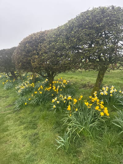 The image shows a row of topiary trees alongside a grassy area, possibly in a park or garden. Clusters of yellow and white daffodils grow in the grass along the edge of the trees. The sky is overcast and light gray, suggesting a cloudy day. The location is likely Stonehaven, United Kingdom. There are no people visible in the image.