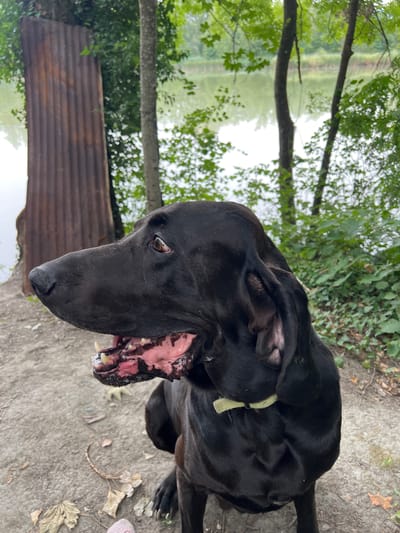 A medium shot, eye-level photograph shows a black dog with its mouth open, panting. The dog is wearing a light yellow collar and is sitting on a dirt path. The background features a body of water with trees lining the edge. A rusted corrugated metal sheet is visible on the left side of the frame, partially obscured by foliage. The scene appears to be outdoors, possibly near a lake or river.