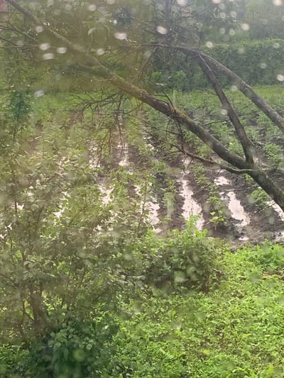 This is a medium shot of a garden in Kermanovo, Russia, on a rainy day. The view is through a window with water droplets on the glass, which distort the image. In the foreground, lush green foliage from bushes and trees dominates the lower half of the frame. Beyond the foliage, a muddy garden patch is visible, with rows of plants interspersed with puddles of water and mud. Bare tree branches extend from the upper right, partially obscuring the garden. The overall impression is of a wet, overgrown garden scene.