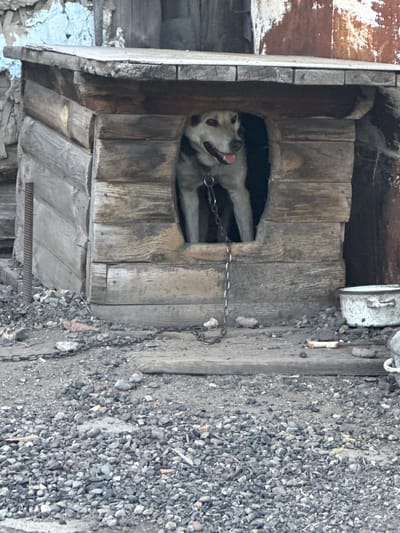 The image shows a dog in a wooden doghouse. The doghouse is old and weathered, with planks of wood forming its walls and roof. The dog, a medium-sized breed with light-colored fur and black markings, is sitting inside the entrance of the doghouse, looking to the right with its tongue slightly out. It is wearing a chain collar. In front of the doghouse, the ground is covered with gravel and small rocks, and a metal chain lies on the ground. To the right of the doghouse, a white metal pot is visible. The background shows a rough, textured wall, possibly made of concrete and plaster, with some blue paint peeling off. The overall scene suggests a rustic or neglected outdoor environment. The specific location in the city of Novoyeniseyka, Russia is not visually evident from the image itself.