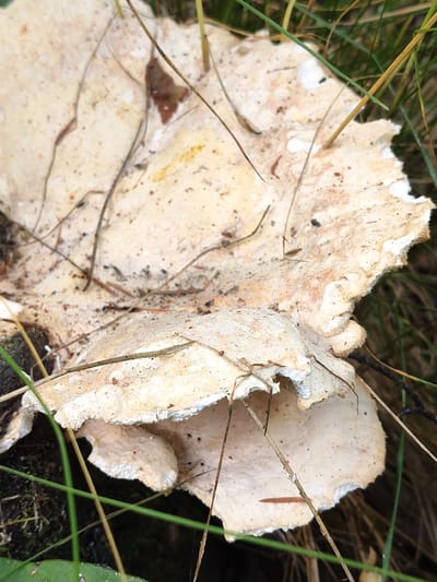 The image shows a close-up, slightly overhead view of a large, pale, shelf-like mushroom growing in a natural outdoor environment, likely a forest or park. The mushroom is textured with a creamy white to pale beige color, with some darker speckles and areas of discoloration. It appears to be growing from a dark, organic substrate, possibly wood or soil, partially obscured by green grass and fallen brown leaves or pine needles. Several thin, dry twigs or grass stalks lie across the surface of the mushroom, adding to the natural, somewhat unkempt appearance. The lighting suggests it is daytime, with diffused light creating soft shadows. The image does not contain any people or identifiable landmarks. The provided context indicates the location as Skurihino, Russia.