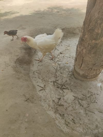 A high-angle medium shot captures a brown chick and a white hen in an outdoor setting with sandy ground. The chick, to the left of the frame, is facing left and walking away from the hen. The hen, positioned in the center, is facing left with its head down, appearing to peck at the ground. A thick, brown tree trunk occupies the right side of the image. The ground is covered with sand, showing numerous bird footprints, especially in the lower portion of the frame. Shadows of foliage are visible on the ground in the upper left corner. The overall scene suggests a natural environment, possibly in a rural or semi-urban area, typical of Chak No. 173 TDA, Pakistan, where such poultry are commonly found.