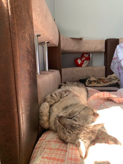 A grey tabby kitten sleeps peacefully on a brown leather couch. The kitten is curled up with its eyes closed, appearing relaxed and comfortable. Behind the kitten, a collection of items is visible, including a patterned cloth and some red decorative objects. The scene is illuminated by natural light, suggesting it might be daytime. The background appears to be an indoor setting, possibly a home. The image captures a quiet moment of a sleeping pet.