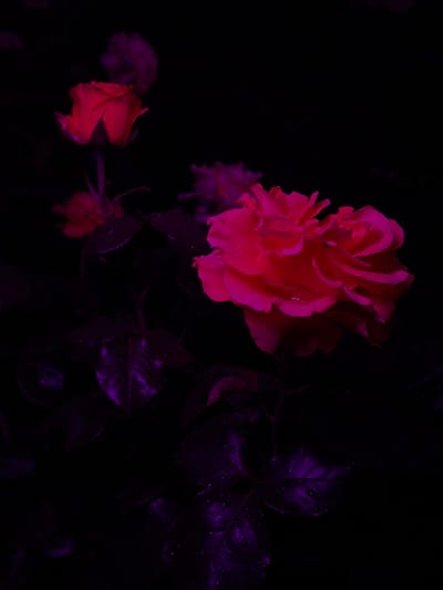The image shows two roses in a dark setting. The rose in the foreground is a vibrant pink and appears to be fully bloomed with many petals. It is slightly to the right of the center of the frame and is well-lit. Behind it, to the left, is another rose, smaller and more tightly budded, glowing with a reddish-pink hue. Both roses and their leaves are illuminated with what appears to be artificial, dramatic lighting that casts them against a deep black background. The leaves are a dark purple color and have small water droplets on them, suggesting dew or recent watering. The lighting and composition create a moody and artistic effect. The image does not contain any information that would allow for the identification of a specific location in Dongaron, Russia, or any details about people, actions, or interactions.