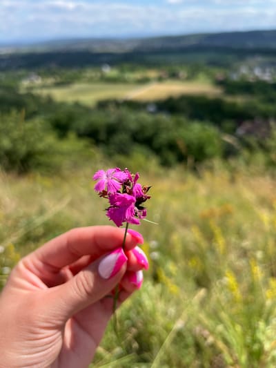 In Karniowice, Poland, a close-up shot features a hand with manicured nails, painted with a pink and white French tip design, gently holding a small cluster of vibrant pink wildflowers. The background is a soft, blurred panorama of rolling green hills and distant trees, suggesting a rural or park setting. The focus is on the delicate flower and the hand, with the landscape serving as a natural, outdoor backdrop under a partly cloudy sky.