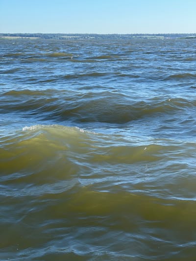 A wide, shallow body of water, likely a lake or large pond, dominates the frame under a clear blue sky. The water is choppy, with small waves rolling across its surface, reflecting the sunlight and casting ripples. In the distance, a thin strip of trees lines the far bank, with hints of fields and perhaps some buildings peeking through the foliage. The overall impression is one of a serene, natural landscape, possibly in or near Novopichugovo, Russia, given its geographical context. There are no people or specific man-made objects visible in the immediate foreground, drawing the viewer's attention to the movement and color of the water itself.