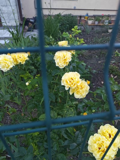 The image shows a garden scene with yellow roses in bloom, viewed through a blue metal fence. The roses are vibrant and have many petals. The background is slightly blurred, showing soil, green foliage, and a building with a light-colored facade. There are also some green plants and a ladder with pots and a small bird perched on it in the distance. The overall impression is of a well-tended garden, possibly in the city of Vasilkovo, Russia.