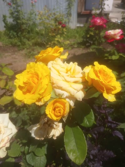 A close-up, vertical shot captures a cluster of bright yellow roses in full bloom, positioned in the foreground. The roses are lush and detailed, with one particularly vibrant bloom to the left. Behind them, other roses in shades of pale yellow and white, some appearing slightly withered, are visible. The background is blurred, showing a garden setting with green foliage, a grey metal fence, and hints of other flowers, including red and pink roses, in the distance. The scene is lit by sunlight, creating a warm and bright atmosphere. The image does not depict any people or specific structures that would place it within the city of Samat, Kyrgyzstan.