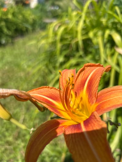 A close-up shot captures an orange lily in bloom, its petals unfurling to reveal a vibrant yellow center. The flower is in sharp focus, with its delicate stamens and pistil clearly visible. The background is a blur of lush green foliage, suggesting a garden setting. The lighting indicates it is daytime, with sunlight casting soft shadows on the petals. The image was taken outdoors, likely in a garden or park. The specific location in Belo pole, Bulgaria, is not determinable from the image alone, but the flora suggests a temperate climate.