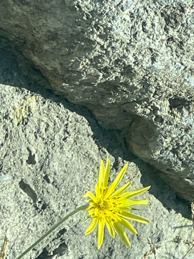 This is a close-up, eye-level, outdoor shot of a single, bright yellow wildflower with numerous narrow petals. The flower is positioned in the lower right quadrant of the frame, its stem extending diagonally upwards and to the left. The flower is in focus, with a shallow depth of field, blurring the background. The background consists of textured, gray rock formations with a dark, curved crevice running through them. The lighting suggests it is daytime, with sunlight casting shadows. There are no people or animals visible in the image. The environment appears to be a rocky, natural setting, possibly in a mountainous or arid region. The specific location in Spitak, Armenia, cannot be determined from the visual information alone.