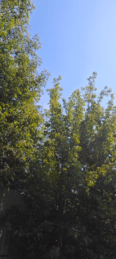 A clear, bright blue sky is visible above a dense canopy of green trees. The trees fill the lower and middle portions of the frame, with their leaves appearing lush and verdant. A dark, textured fence or wall runs along the bottom left of the image, partially obscured by the foliage. The scene suggests an outdoor setting, possibly a park or garden within the city of Ożarów Mazowiecki, Poland, on a sunny day. No people or specific actions are depicted.
