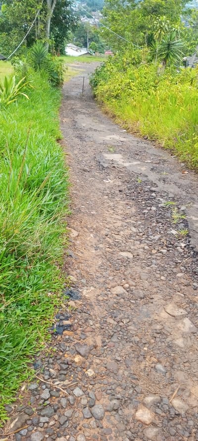 This vertical shot captures a rustic, unpaved path winding through a verdant, semi-rural landscape. The path, composed of compacted dirt and loose gravel, shows signs of wear with uneven surfaces and embedded stones. Vibrant green grass flanks both sides of the path, growing densely and sometimes encroaching onto the edges.
In the foreground, the path is wide and relatively clear, but as it recedes, it narrows slightly and curves gently to the left. A slender, dark pole or stake stands upright in the middle of the path about midway into the scene. Beyond this, the path continues uphill, disappearing into an abundance of green foliage and trees that define the surroundings.
The area is lush with diverse vegetation, including taller trees and various bushes, suggesting a fertile, possibly tropical environment. In the distant background, partially obscured by the trees, several scattered houses and buildings with light-colored roofs are visible on a hillside, indicating a small settlement or village, consistent with the Mayawso, Sierra Leone location.
The scene is illuminated by natural daylight, likely on an overcast or partly cloudy day, as evidenced by the soft, diffused lighting and the absence of strong shadows. There is no explicit activity taking place, and no people are visible. The overall impression is one of a quiet, natural pathway leading to a rural community. No visible text is present in the image.