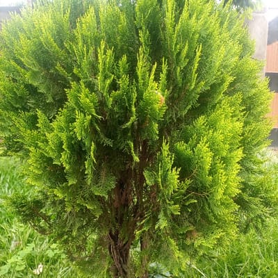 The image displays a single, dense evergreen coniferous shrub or small tree, characterized by vibrant green, scale-like foliage. Lighter, yellowish-green new growth is evident throughout the canopy. The plant's central structure reveals a brown, woody trunk and branches. It is positioned outdoors on an area covered with lush green grass. In the upper right background, a partial building structure is visible, featuring a vertical grey element alongside a section of reddish-brown material. The scene is illuminated by natural daylight. There are no individuals, animals, specific actions, or interactions depicted. This scene is located in the city of Kimorori/Wempa ward, Kenya.