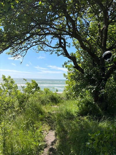 The image depicts a serene natural scene with a path leading through lush greenery towards a body of water. A large tree with dense foliage frames the view of the sea under a partly cloudy blue sky. A white motorcycle helmet is visible hanging on a branch of the tree. The path is lined with tall grass and appears to be a natural trail. The sea is a prominent feature, with gentle waves rolling towards the shore. The overall impression is one of a peaceful outdoor setting. The location is identified as Povarovka, Russia, suggesting a coastal area within this region.