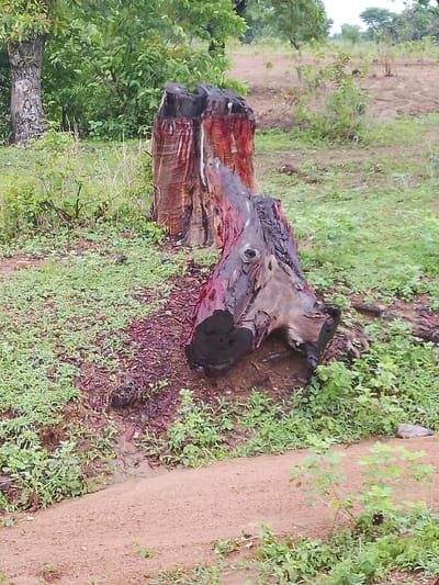 The image depicts a scene outdoors, likely in a rural or natural setting, with two large, prominent tree stumps in the foreground. The stumps are dark in color, with visible grain and some reddish-brown discoloration, possibly from sap or a staining substance. The ground around the stumps is covered in green vegetation, with patches of dry earth and some reddish-brown debris. A dirt path or road is visible in the lower part of the image. In the background, there are more trees and vegetation, suggesting a wooded or scrubland environment. The lighting appears to be overcast or diffused, creating soft shadows. There are no people or animals visible in the image. The scene is located in the city of Jauro Garmaho, Nigeria.