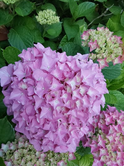 This is a close-up, high-angle photograph of pink and light green hydrangeas in bloom, set against a backdrop of dark green leaves. The foreground is dominated by a large, spherical cluster of pink hydrangea florets, with some florets appearing to be partially faded to a lighter pink or white at their centers. To the right and lower portion of the frame, smaller clusters of hydrangeas are visible, transitioning from green to pink at the tips of their petals. The overall impression is one of vibrant floral life. The image is a detailed study of the flowers themselves, with no discernible elements that would place it within a specific location in Canterbury, United Kingdom.
