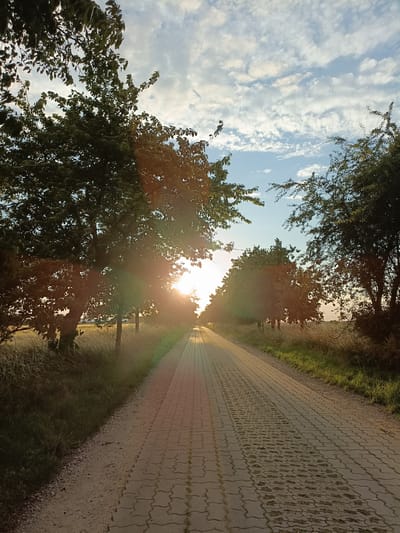 This is a vertical, low-angle, eye-level shot of a paved path leading through a tree-lined rural landscape in Gartz (Oder), Germany, during sunset. The path, made of interlocking pavers with patches of grass growing between them, stretches into the distance, seemingly towards the setting sun. On either side of the path, tall grasses and trees flank the scene. The sun, a bright orb, is positioned low in the sky, partially obscured by the branches and leaves of the trees, casting a warm glow and lens flare across the image. Wispy clouds with a hint of pink and orange populate the blue sky. The overall mood is serene and tranquil, evoking the peacefulness of a rural evening. There is no visible text in the image.