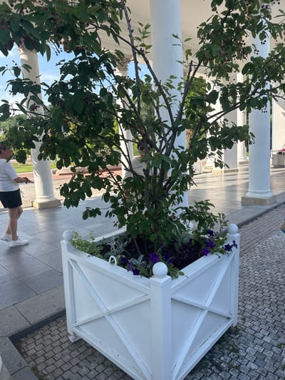 The image depicts a tree with dark berries planted in a white decorative planter box. The planter is situated on a paved walkway with cobblestone edging. In the background, white pillars support an overhead structure, suggesting an outdoor covered area, possibly a colonnade. Two women are partially visible in the scene: one on the left is wearing a white t-shirt and black shorts, and the other is in the background, obscured by the tree. The overall setting appears to be a public outdoor space in Mariánské Lázně, Czechia, characterized by classical architectural elements and manicured landscaping.