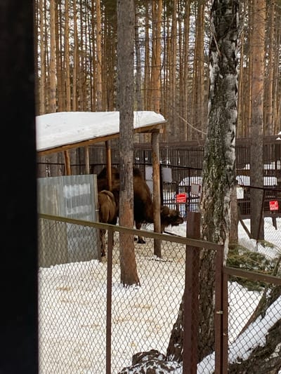 This image depicts an outdoor animal enclosure located within a forested setting in Novoabzakovo, Russia, under winter conditions. Two dark brown camels, one larger adult and a smaller individual, are present on the snow-covered ground. The adult camel stands in the mid-ground, facing right with its head lowered, while the smaller camel is partially visible behind it. A simple wooden shelter with an angled, snow-covered roof provides overhead cover in the upper left portion of the enclosure. The enclosure itself is bounded by a chain-link fence supported by metal posts, and its interior surface is covered in snow. In the background, a dense forest of numerous tall, slender trees, primarily coniferous, extends into the distance. A prominent birch tree with white and black bark stands in the mid-ground on the right. Several red rectangular signs are affixed to the fence line in the background. The scene is illuminated by diffused natural light.