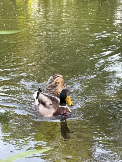 In Riedlingen, Germany, two ducks float on the surface of a body of water. One duck has brown mottled plumage, while the other features a black head, yellow beak, and brownish-grey body. The water is murky green with ripple patterns across the surface, suggesting movement. Some reeds or vegetation are partially visible in the bottom right corner.
