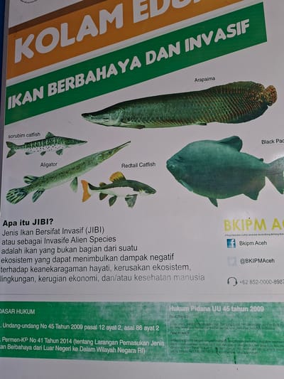 The image is a photograph of a poster, likely displayed in Indonesia, warning about the dangers and invasive nature of certain fish species in ponds ("Kolam"). The poster features illustrations of several fish species, including Arapaima, Black Pacu, Redtail Catfish, Alligator Gar, and Sorubim Catfish, along with their names labeled below the images.
The poster provides information on what Invasive Alien Species (JIBI) are, explaining that they are fish that do not belong to an ecosystem and can negatively impact biodiversity, ecosystems, the environment, the economy, and human health. The poster also cites the legal basis for regulations against these species, referencing Undang-undang No. 45 Tahun 2009 and Permen-KP No. 41 Tahun 2014.
The top right corner of the poster features the logo and contact information for BKIPM Aceh, an organization presumably involved in fisheries management in the Aceh region of Indonesia. The poster includes a location, "Jl Raya Bandara Sultan Iskandar Muda Blang Bintang," indicating the Blang Lilue area in Indonesia.
