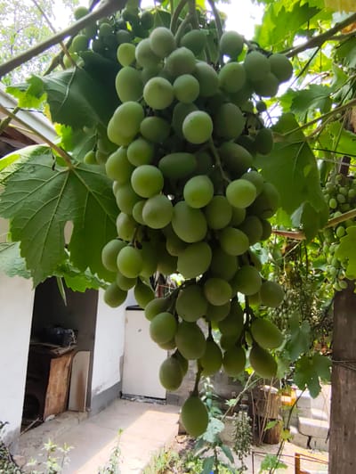 The image depicts a close-up view of a bunch of green grapes hanging from a vine. The grapes are round to oval in shape and appear to be unripe. The background shows a somewhat cluttered outdoor scene, likely a yard or garden area. To the left, there is a white building with a doorway leading to a dark interior. Inside the doorway, several objects are visible, including what appears to be wooden planks and a black item. The ground in front of the building is paved with concrete. To the right, more greenery and what looks like stacks of concrete blocks and wooden posts are visible. The overall impression is of a rural or semi-rural setting, possibly a residential area. While the image itself doesn't contain explicit markers of Panjakent, Tajikistan, if this scene is indeed located there, it would be characteristic of the agricultural landscape often found in and around such cities, known for its fruit production.
