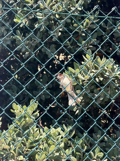 A bird is perched on a wire fence in a garden in Mellieħa, Malta. The bird is brown and white with a black stripe across its eye. It is facing to the left. The fence is made of green wire and is in the foreground of the image. Behind the fence, there is a bush with green leaves. The sun is shining, and there are shadows on the ground.