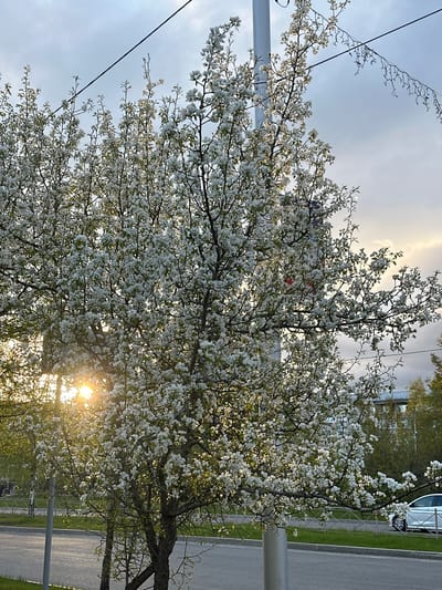 A blossoming tree, covered in white flowers, stands in Sayansk, Russia. The sun shines through the branches, creating a bright spot in the center of the image. A power line runs across the top left of the frame, and a pole stands to the right of the tree. A road and a car are visible in the background.