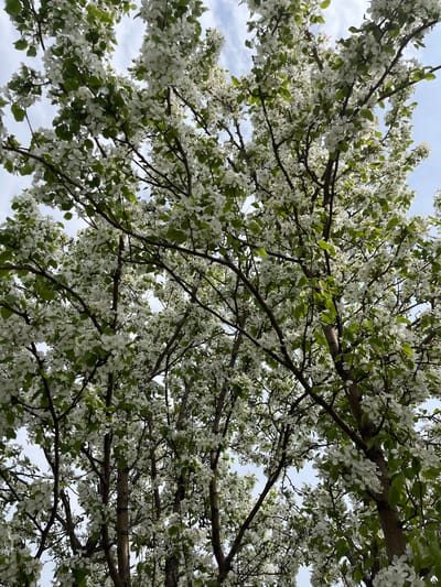 The image shows the upward view into a tree with many white flowers and some green leaves. The branches are brown and spread in various directions. In the background, a light blue sky with some white clouds is visible through the gaps in the foliage. There is no indication of the location being in the city of Mayak, Russia, nor are there any people, subjects, objects, actions, or interactions depicted.