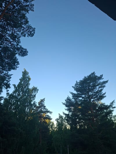 This is a low-angle photograph of a clear, pale blue sky above a dense forest with several tall trees silhouetted against the sky. The trees are mostly coniferous, with a few deciduous trees interspersed. The foliage appears dark green and lush. The lighting suggests it is either early morning or late evening, with the sun low on the horizon, casting a warm glow on some of the leaves. The image was taken in Mänttä-Vilppula, Finland, likely from a viewpoint looking up from within or at the edge of a wooded area. There are no people or identifiable structures visible in the frame besides the natural elements of the forest and sky.