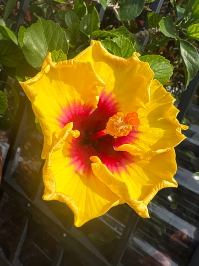 This is a close-up, high-angle shot of a vibrant yellow hibiscus flower with a deep red center. The flower's petals are ruffled and wavy, with delicate textures. In the center of the bloom, a prominent stamen with orange pollen is visible. The background is a mix of dark green foliage and a blurred, dark, reflective surface that appears to be a greenhouse or structure with horizontal bars. The lighting suggests it is daytime, with sunlight illuminating the flower and creating shadows. The overall mood is serene and natural, highlighting the beauty of the flower. No text is visible in the image.