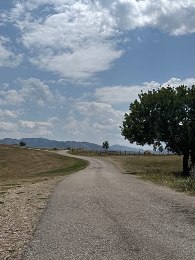 An upward, wide-angle shot shows a paved road curving left through a dry, grassy field towards distant, hazy blue mountains under a bright sky filled with scattered white clouds. A large, leafy green tree with a thick trunk dominates the right side of the frame, casting a shadow on the road. A wooden fence runs parallel to the road on the right, bordering a field with dry grass and a few small hay bales. A smaller, lone tree stands in the middle distance on the left, with a few fallen logs in the foreground on the left side of the road. The environment appears rural and undeveloped.