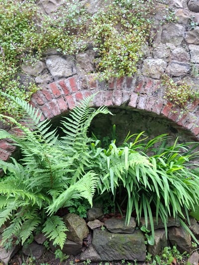 The image depicts a close-up view of a section of a weathered stone wall with a brick archway. Lush green ferns and other foliage spill out from the base of the wall and around the archway, suggesting a damp, naturalistic setting. Small, delicate purple flowers are scattered among the greenery and along the top of the wall. The stone and brickwork show signs of age and erosion, with moss and lichen present on some surfaces. The scene appears to be an outdoor environment, possibly a garden or historical site. The specific location within Richmond, United Kingdom, is not determinable from the visual information provided. There are no people or animals visible in the frame.