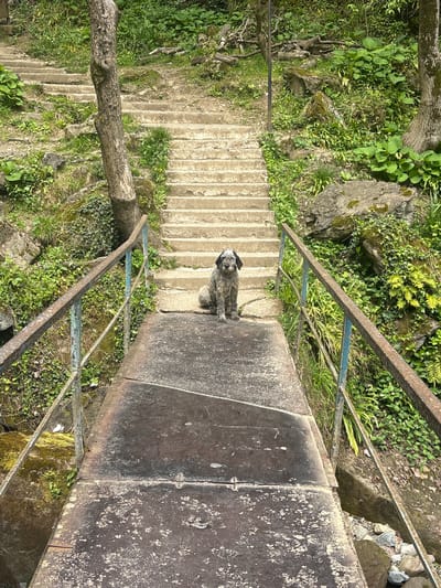 This vertically oriented image shows a shaggy dog sitting on a concrete landing at the top of a long, descending outdoor staircase. The dog, which appears to be a terrier mix with dark and light gray/white fur, is looking directly at the camera.
The scene is set in a lush, green, and wild environment, consistent with Kveda Makhuntseti, Georgia. The concrete stairs are worn and somewhat covered with debris and small plants. They are bordered on both sides by old metal handrails, which are rusty and show remnants of blue paint. The slopes alongside the stairs are densely vegetated with various plants, including ferns, ivy, and other greenery, and feature large rocks. A prominent tree trunk lies horizontally across the lower left section of the image, while another vertical tree trunk is visible further down the steps.
The concrete landing where the dog sits is dark and stained with white splotches, indicating age and exposure to the elements. The time of day appears to be bright daylight, with clear, natural illumination suggesting a sunny or bright overcast day. No human activity or other subjects are visible besides the dog. The dog seems calm and attentive. There is no visible text in the image.