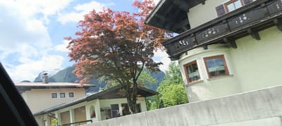 The image shows a view of buildings and mountains in Golling an der Salzach, Austria. In the foreground, a bright red maple tree partially obscures the view of a light-colored building with a dark-tiled roof and a wooden balcony. The building has multiple windows with dark wooden frames. To the left of this building, another, lower building with a light-colored facade and a dark roof is visible. This building appears to have garage doors and a small arched alcove. In the background, a large mountain range with green slopes and some mist at the peaks is visible under a blue sky with white clouds. A chimney with a decorative bird figure on top is visible on the roof of the leftmost building. The perspective suggests the photo was taken from a moving vehicle.