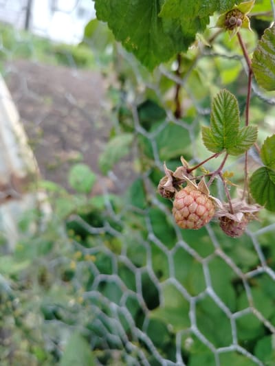 This is a medium shot, eye-level, close-up photograph of a unripe raspberry on a vine. The raspberry is the main subject, positioned in the center-right of the frame. It is a light pinkish-red color, with visible drupelets, and is surrounded by its calyx. There are other, smaller, unripe raspberries to the left and right of the main one. The raspberry plant has several green leaves and a reddish stem.
A wire mesh fence runs diagonally across the image from the bottom left to the top right, creating a foreground element. The fence has hexagonal openings. Behind the fence and the raspberry plant, the scene is blurred, suggesting a shallow depth of field. We can see the out-of-focus ground, which appears to be dark soil with some greenery. There are also hints of a white object to the far left, and more out-of-focus green foliage.
The lighting suggests it is daytime, with soft, diffused light, possibly indicating an overcast day or early morning/late afternoon. The overall mood is natural and serene, focusing on the small detail of the growing fruit in a garden or natural setting. The location context of Вазерки, Russia, implies a temperate climate suitable for growing raspberries. There is no visible text in the image.