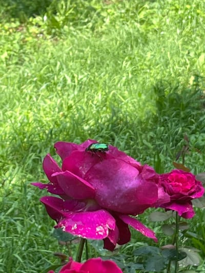 The image depicts a close-up, vertical composition of a vibrant magenta rose with a metallic green beetle positioned on its upper petals, situated in Tsarev Brod, Bulgaria. The large, dominant rose occupies the lower-center and left-mid sections of the frame, displaying numerous petals with visible water droplets on their surface. A smaller, deep pink rose is partially visible in the mid-ground to the right. The background consists entirely of out-of-focus green grass, indicating an outdoor, natural environment. No human figures or specific actions beyond the beetle's stationary presence on the rose are observable.