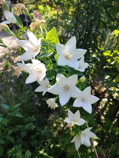 A cluster of white balloon flowers, *Platycodon grandiflorus*, is the primary subject of this medium shot, taken outdoors in what appears to be a garden setting in the city of Tavaksay, Uzbekistan. The flowers are in various stages of bloom, with several fully open, revealing their star-like shape with five pointed petals. Some buds are visible, along with wilting and dried flowers, indicating the progression of the season. The flowers are attached to green stems and surrounded by green leaves. The background is filled with lush, green foliage, some of which is out of focus, suggesting a natural, unmanicured environment. Sunlight filters through the leaves, creating dappled light and highlights on the petals and foliage. The overall impression is one of natural beauty and the vibrant life of a garden.