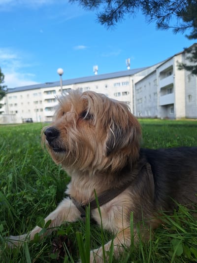 A tan and black mixed-breed dog with shaggy fur is lying in green grass with a pinecone in the foreground. The dog is facing left with its head tilted slightly upwards. In the background, a long, white, multi-story apartment building with balconies is visible under a bright blue sky with scattered clouds. Pine tree branches are visible in the upper portion of the image. The scene appears to be in a residential area of Atamanovka, Russia.