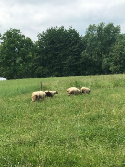 This image depicts a rural landscape located in Vicovu de Sus, Romania. The foreground and midground are dominated by an extensive green pasture, characterized by tall, varied grasses and interspersed yellow and white wildflowers. Five sheep are visible within this pasture. In the lower-left quadrant, a light-colored sheep with substantial, unshorn fleece is positioned with its rear towards the viewer. Immediately to its right and slightly behind, a sheep with dark brown or black fleece moves towards the right. Further into the midground, to the right of the first two, two additional light-colored sheep are grazing, both exhibiting thick fleeces. A fifth light-colored sheep is partially visible to the far right, partially obscured by the tall grass. A rustic wooden fence post with two taut wires extends horizontally through the midground, indicating a boundary. A second, more distant fence post is faintly visible near the treeline on the right. In the far left midground, a white tarp or covered object is partially obscured by vegetation. The background features a dense, verdant line of mature deciduous trees, providing a natural barrier. Above the treeline, the sky is uniformly overcast with light-gray clouds. No human figures are present.
