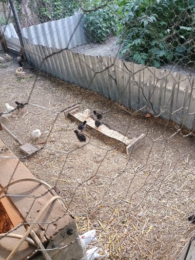 A high-angle, eye-level shot shows a wire mesh enclosure for young chickens, likely in Duztahiroba, Azerbaijan. The ground is covered in straw and dirt. In the center of the enclosure is a wooden feeder filled with feed, with several black and white chicks gathered around it. To the left, more chicks are scattered on the ground, some pecking at the straw. A corrugated metal fence runs along the back of the enclosure, separating it from dense green foliage. A wooden plank is visible in the foreground, and electrical wires and what appear to be some sort of white plastic restraints are present near the bottom of the frame. The scene is set in an outdoor environment, possibly a farm or backyard.
