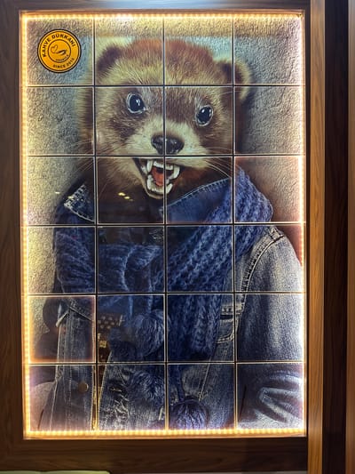 The image shows a square display case with a wooden frame. The display surface is tiled with a 4x4 grid of images. The images together depict a raccoon wearing a blue denim jacket and lying on a carpet. The raccoon has visible teeth. In the bottom left corner of the tile is a logo that says "Dükkani Kahve Since 2010 Arabica", indicating this image was likely taken in the city of Köyceğiz, Turkey. The tiles are backlit with a warm yellow light.