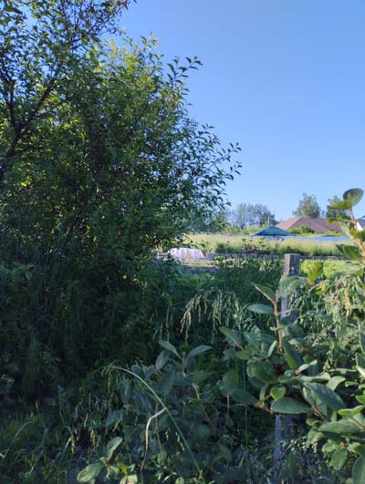 The image depicts a sunlit, rural outdoor scene under a clear blue sky. In the foreground, dense green foliage of trees and shrubs dominates the left side, with some leaves exhibiting water droplets. A rough-hewn wooden post stands to the right of the frame, partially obscured by more green vegetation. In the mid-ground, a vast expanse of tall green grass stretches across the landscape, dotted with what appear to be garden plots or cultivated areas covered with white plastic sheeting. A green, octagonal structure, possibly a gazebo or greenhouse, is visible amongst the grass, with the roofs of houses situated behind it. The overall environment suggests a residential area within a village or dacha settlement, likely located in or near Навасёлкаўскі сельскі Савет, Belarus, given the architectural style and vegetation. No people or animals are present in the image.
