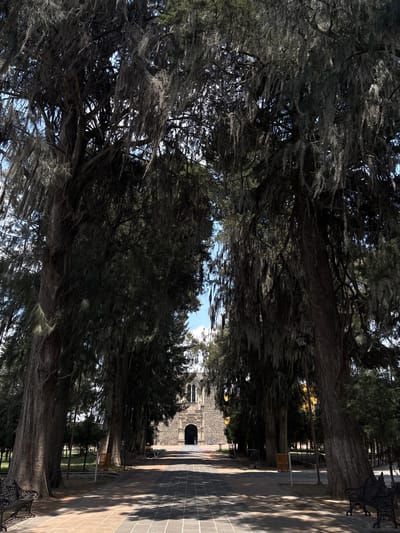 This image shows a tree-lined path leading towards a building, likely a church, in San Andrés Calpan, Mexico. The trees are large and covered in what appears to be Spanish moss. A stone walkway runs alongside the trees, and shadows are cast upon it. A metal bench is visible. In the distance, a church with a dark arched doorway is seen. The sky is visible through the trees.