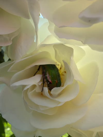 A close-up photograph shows a pale yellow rose in full bloom. Nestled within the flower's petals is a green beetle. The rose is the primary subject, and the beetle is situated near the center of the flower. The setting is indeterminate based on the photograph, although the request mentions Bratia Kunchevi, Bulgaria, there are no visible elements to confirm this.
