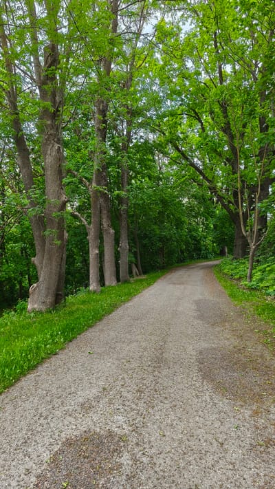 This image captures a gravel path meandering through a densely forested area in Iru, Estonia. The path, composed of varied shades of grey and brown gravel with scattered small leaves, begins in the foreground and curves gently to the right as it recedes into the distance. A darker, potentially damp, patch of gravel is visible towards the bottom center of the path. On the left side, a prominent row of mature deciduous trees features thick, textured, greyish-brown trunks, with the leftmost tree exhibiting a notably wide, multi-trunked base. These trees bear vibrant green foliage that forms a dense canopy overhead. Lush green grass and varied ground cover line the immediate edge of the path on the left. On the right, the path is bordered by similar dense green foliage and tree trunks, with one younger tree visible closer to the foreground featuring a thinner trunk and some visible lighter branches amongst its leaves. Patches of light blue sky are discernible through the tree canopy. The scene is illuminated by natural daylight, and no people, animals, or specific actions are depicted. The full, green leaves indicate a late spring or summer season.