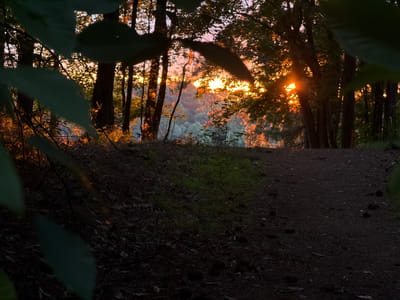 The image depicts a forest scene at either sunrise or sunset in Buford, United States. The primary light source, likely the sun, is positioned in the background, creating intense golden-orange illumination that filters through the dense tree canopy. Silhouettes of numerous tree trunks and branches are visible, contrasting sharply with the bright light. The upper and mid-ground foliage is significantly backlit, appearing vibrant yellow and orange, with some areas showing lens flare and light scattering effects. The sky, visible in gaps between trees, exhibits hues of pale pink and light orange.
The foreground is dominated by dark, out-of-focus green leaves and branches on the left, framing the scene. The forest floor is composed of dark earth, fallen leaves, and pine needles. A discernible, relatively clear dirt path or trail extends from the mid-ground towards the lower right quadrant of the image, appearing dark against the overall light. Small patches of green ground cover or moss are visible on the sloping terrain to the left of the path. No human figures or animals are present in the scene. The overall environment is a wooded area characterized by natural light and ground cover.